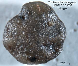 To NMNH Paleobiology Collection (Trochammina ondegardoi CC39556 holo 2)