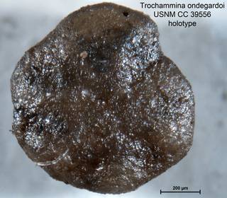 To NMNH Paleobiology Collection (Trochammina ondegardoi CC39556 holo 1)