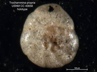 To NMNH Paleobiology Collection (Trochammina propria CC40658 holo 2)