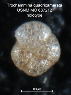 To NMNH Paleobiology Collection (Trochammina quadricamerata MO687212 holo 2)