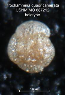 To NMNH Paleobiology Collection (Trochammina quadricamerata MO687212 holo 1)