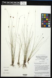 To Rhynchospora_marliniana_NMNH3669909_type_1