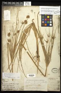 To Cyperus_heermannii_NMNH31882_type_1