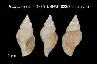 To NMNH Extant Collection (IZ MOL 183350 Lectotype Shell Plate)