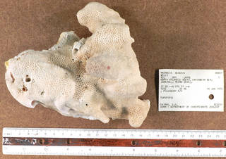 To NMNH Extant Collection (IZ USNM 86801 whole specimen side view)
