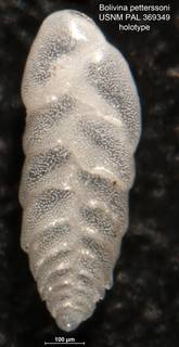 To NMNH Paleobiology Collection (Bolivina petterssoni PAL369349 holo)
