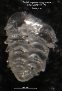 To NMNH Paleobiology Collection (Bolivina pseudopygmaea PP26171 holo)