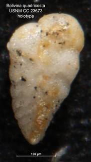 To NMNH Paleobiology Collection (Bolivina quadricosta CC23673 holo)