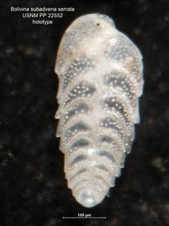To NMNH Paleobiology Collection (Bolivina subadvena var serrata PP22552 holo 2)