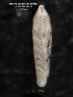 To NMNH Paleobiology Collection (Bolivina subadvena var serrata PP22552 holo 1)