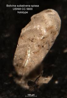 To NMNH Paleobiology Collection (Bolivina subadvena var spissa CC5600 holo 1)
