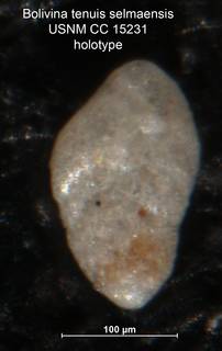 To NMNH Paleobiology Collection (Bolivina tenuis var selmaensis CC15231 holo)
