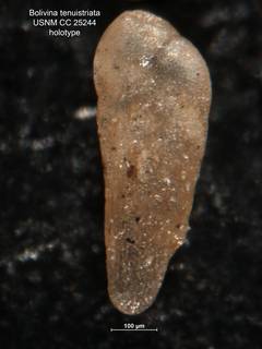To NMNH Paleobiology Collection (Bolivina tenuistriata CC25244 holo 2)