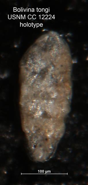 To NMNH Paleobiology Collection (Bolivina tongi CC12224 holo)