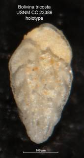 To NMNH Paleobiology Collection (Bolivina tricosta CC23389 holo 1)