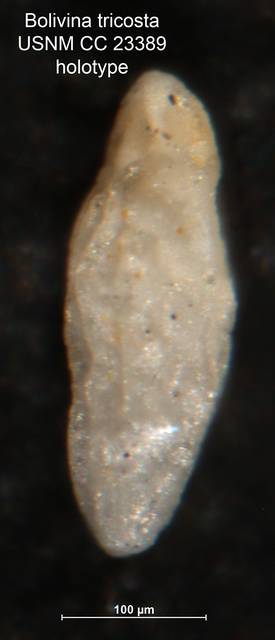 To NMNH Paleobiology Collection (Bolivina tricosta CC23389 holo 2)