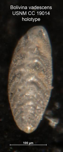 To NMNH Paleobiology Collection (Boivina vadescens CC19014 holo)