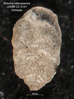 To NMNH Paleobiology Collection (Bolivina velascoensis CC5141 holo)
