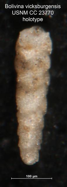 To NMNH Paleobiology Collection (Bolivina vicksburgensis CC23770 holo 1)
