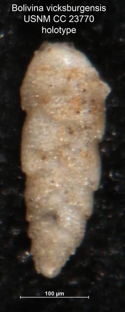 To NMNH Paleobiology Collection (Bolivina vicksburgensis CC23770 holo 2)