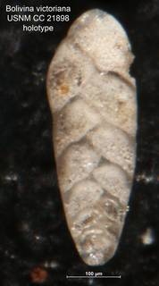 To NMNH Paleobiology Collection (Bolivina victoriana CC21898 holo 2)