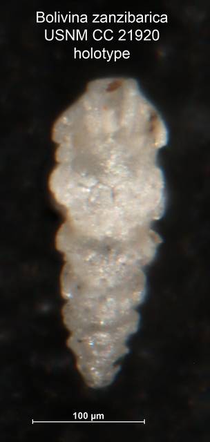 To NMNH Paleobiology Collection (Bolivina zanzibarica CC21920 holo 1)