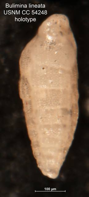To NMNH Paleobiology Collection (Bulimina lineata CC54248 holo)