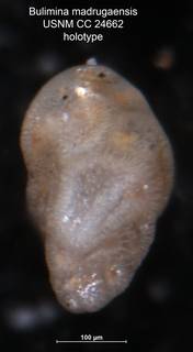 To NMNH Paleobiology Collection (Bulimina madrugaensis CC24662 holo 1)
