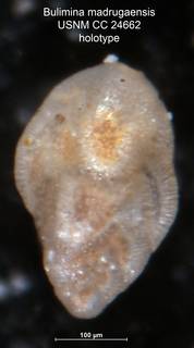 To NMNH Paleobiology Collection (Bulimina madrugaensis CC24662 holo 2)