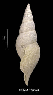 To NMNH Extant Collection (Leucosyrin paragenota Powell, 1951 shell lateral view)