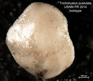 To NMNH Paleobiology Collection (Trichohyalus pustulata PR2014 holo 1)