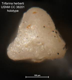 To NMNH Paleobiology Collection (Trifarina herberti CC38201 holo 2)