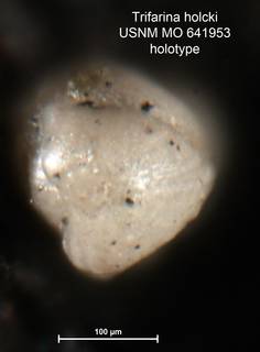 To NMNH Paleobiology Collection (Trifarina holcki MO641953 holo 2)