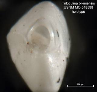 To NMNH Paleobiology Collection (Triloculina bikiniensis MO548598 holo 2)