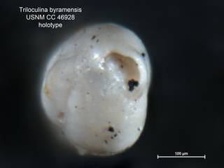To NMNH Paleobiology Collection (Triloculina byramensis CC46928 holo 2)