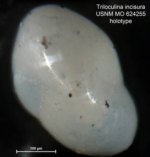 To NMNH Paleobiology Collection (Triloculina incisura MO624255 holo 2)