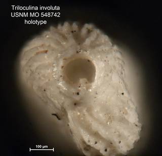 To NMNH Paleobiology Collection (Triloculina involuta MO548742 holo 2)