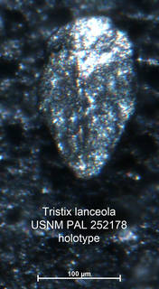 To NMNH Paleobiology Collection (Tristax lanceola PAL252178 holo 1)