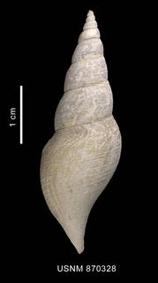 To NMNH Extant Collection (Leucosyrin paragenota Powell, 1951 shell dorsal view)