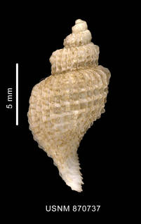 To NMNH Extant Collection (Trophon distantelamellatus Strebel, 1908 shell dorsal view)