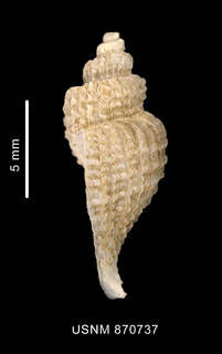 To NMNH Extant Collection (Trophon distantelamellatus Strebel, 1908 shell lateral view)