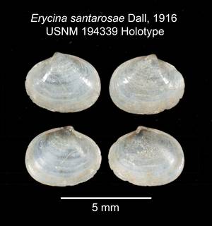 To NMNH Extant Collection (IZ MOL 194339 Holotype Bivalve Plate)