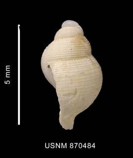 To NMNH Extant Collection (Falsitromina simplex (Powell, 1951) shell lateral view)