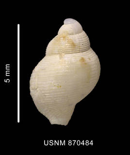 To NMNH Extant Collection (Falsitromina simplex (Powell, 1951) shell dorsal view)