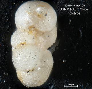 To NMNH Paleobiology Collection (Ticinella aprica PAL371452 holo 2)
