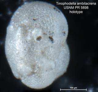 To NMNH Paleobiology Collection (Tinophodella ambitacrena PR5898 holo 2)