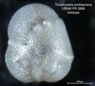To NMNH Paleobiology Collection (Tinophodella ambitacrena PR5898 holo 1)