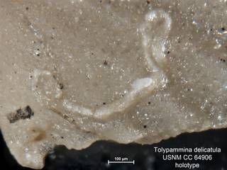 To NMNH Paleobiology Collection (Tolypammina delicatula CC64906 holo 2)