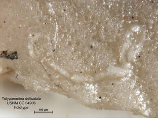 To NMNH Paleobiology Collection (Tolypammina delicatula CC64906 holo 1)