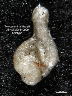 To NMNH Paleobiology Collection (Tolypammina frizzelli MO640909 holo 2)